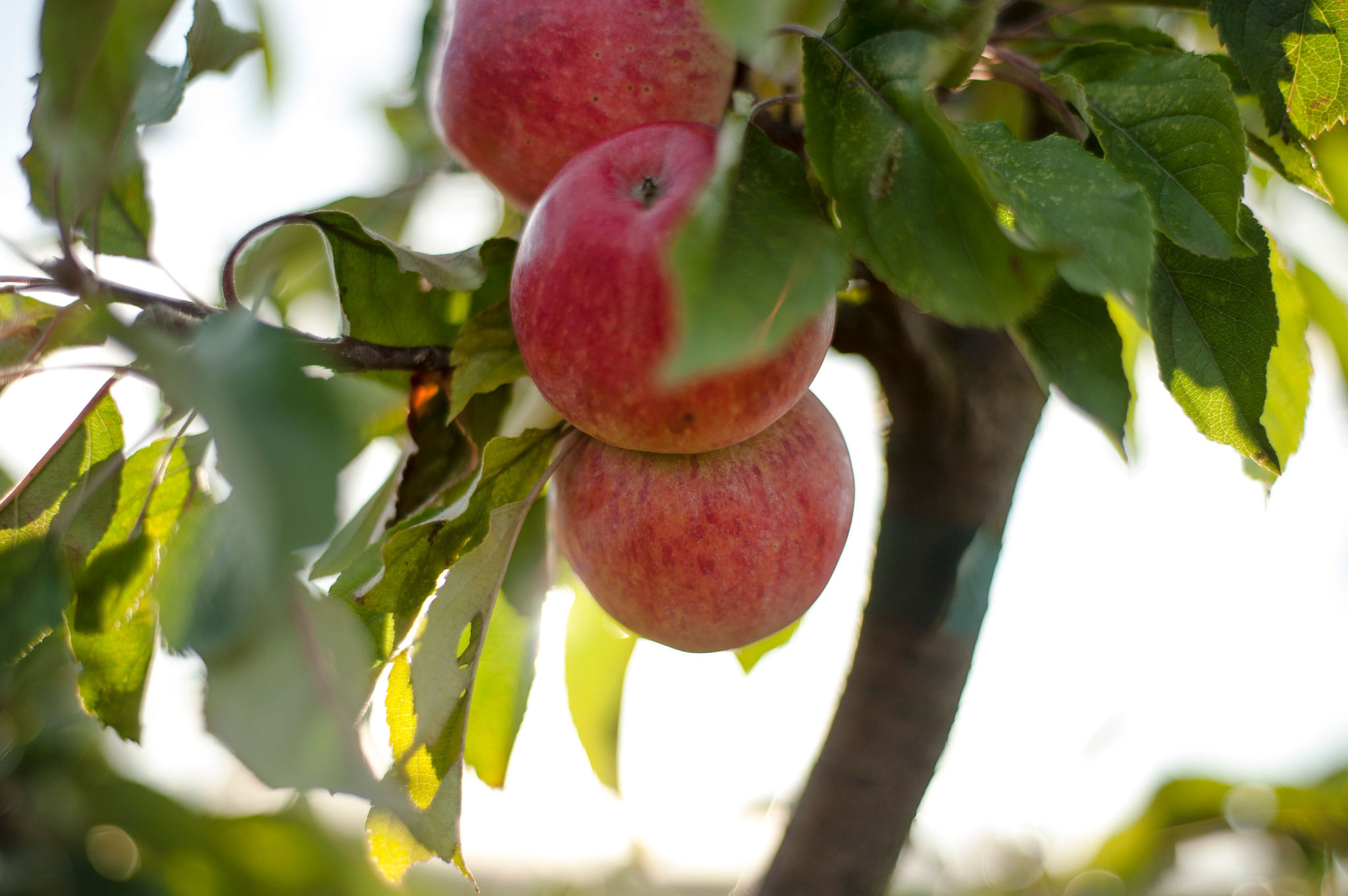 Product Image for FARM & CIDERY TASTING TOURS (4/26/26)