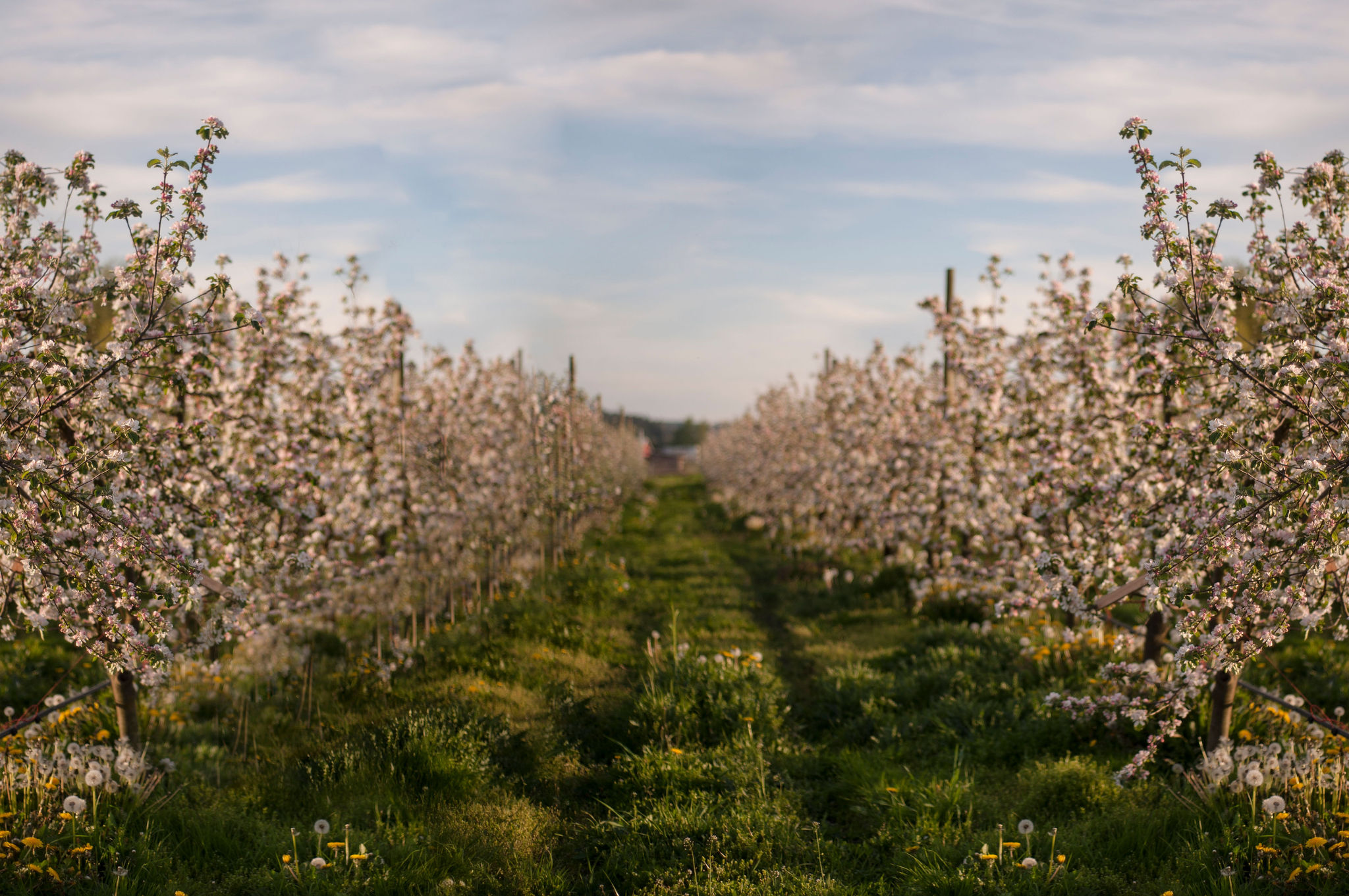 Product Image for FARM & CIDERY TASTING TOURS (5/09/26)