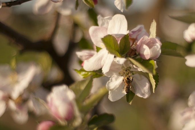 Product Image for FARM & CIDERY TASTING TOURS (5/3/26)