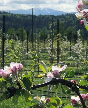 Orchard Tour and Cider Tasting (5/28 at 3pm)