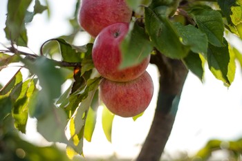 FARM & CIDERY TASTING TOURS (7/05/25, 1pm)