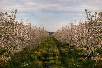 Orchard Tour and Cider Tasting (10/01 at 3pm)