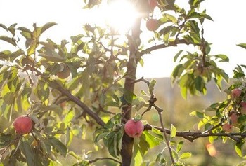 Orchard Tour and Cider Tasting (10/09 at 3pm)