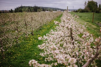 Orchard Tour and Cider Tasting (09/30 at 3pm)