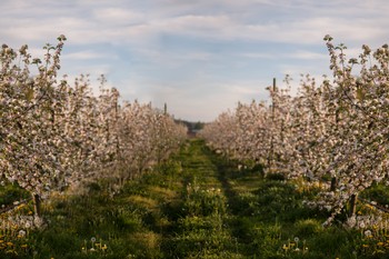 FARM & CIDERY TASTING TOURS (4/05/25, 3pm)