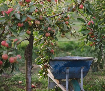 FARM & CIDERY TASTING TOURS (7/05/25, 3pm)