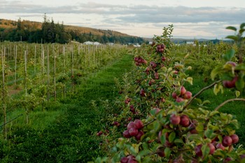 FARM & CIDERY TASTING TOURS (12/22/24, 3pm)