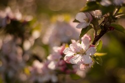 Orchard Tour and Cider Tasting (10/14 at 1pm)