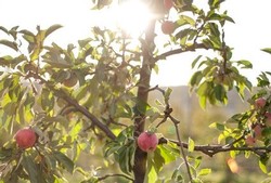 Orchard Tour and Cider Tasting (10/16 at 3pm)