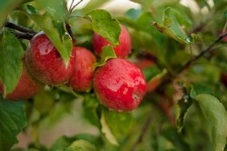 Orchard Tour and Cider Tasting (10/08 at 1pm)
