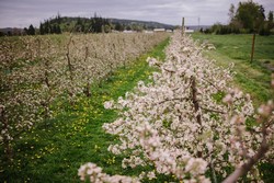 Orchard Tour and Cider Tasting (06/10 at 3pm)