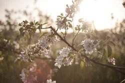 FARM & CIDERY TASTING TOURS (4/05/25, 1pm)