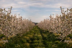 FARM & CIDERY TASTING TOURS (4/19/25, 3pm)